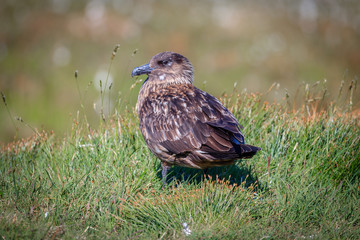 Great skua bird in the grass.