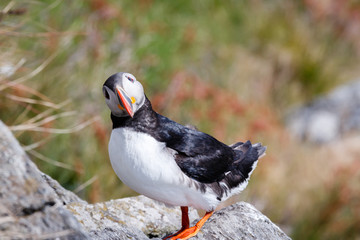 Puffin bird looking towards me.