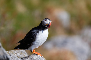 Puffin bird standing on a cliff at Runde.