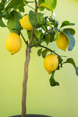 Small home grown lemon tree with organic fruits isolated on light background