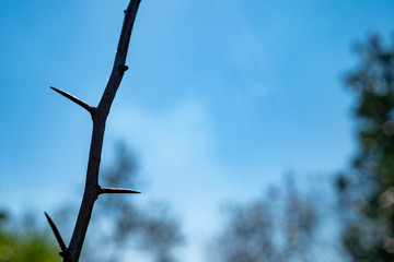 branch of plum with three horns on blue sky background
