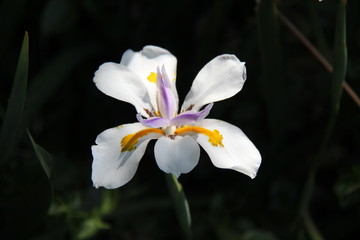 closeup of white flower