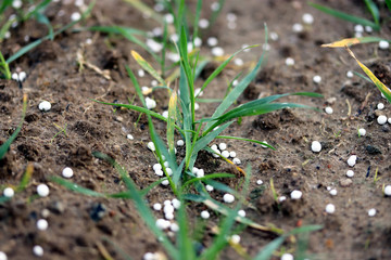 Fertilizing wheat, soil, with nitrogen, phosphorus, potassium fertilizer or fertiliser. Micronutrients and macronutrients