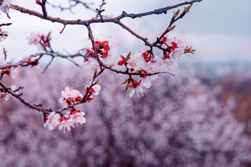 tender blooming in spring, young leaves, warming on a sunny day. beautiful young apricot flower on a green branch in the garden, close-up..