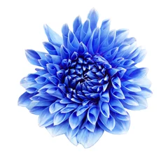 Fototapeten Schöne frische blaue Dahlienblume in voller Blüte. © Iryna