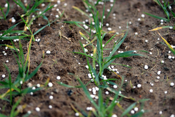 Fertilizing wheat, soil, with nitrogen, phosphorus, potassium fertilizer or fertiliser....