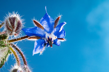 borage flower with blue sky background