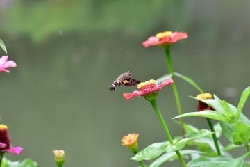 Flowers daisies in summer spring meadow on background blue sky with white clouds, flying orange butterfly, wide format. Summer natural idyllic pastoral landscape, copy space.
