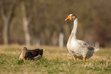 Domestic geese in the village, Anser anser domesticus or Anser cygnoides domesticus, domesticated greylag goose, swan geese kept by humans. Large goose at the open meadow lawn on the grass