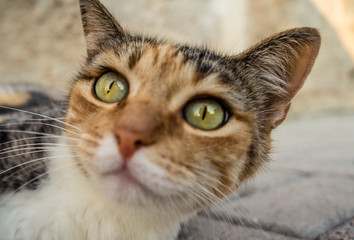 Gatinho e seus Olhos Lindos 