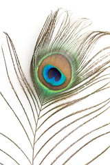 Fototapeta premium Pfauenfeder