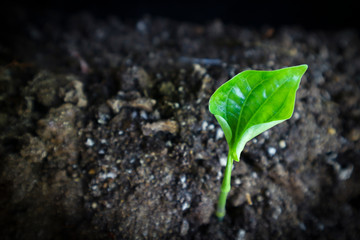 small tree that grows in a green world concept park and Earth Day.