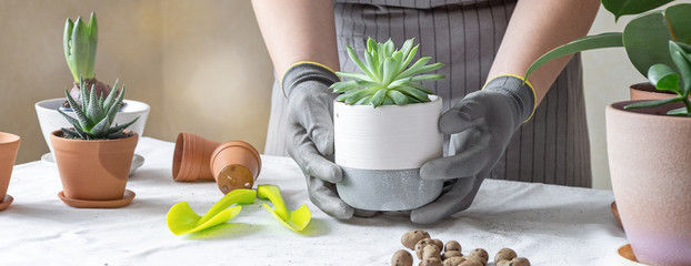 Woman gardener hands holding succulent in a ceramic pot. Concept of home gardening and planting flowers in pot. Horizontal banner