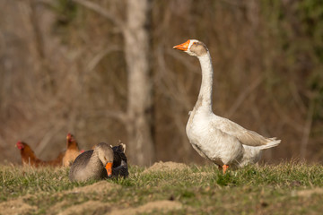 Domestic geese in the village, Anser anser domesticus or Anser cygnoides domesticus, domesticated greylag goose, swan geese kept by humans. Large goose at the open meadow lawn on the grass