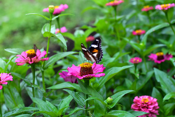 Flowers daisies in summer spring meadow on background blue sky with white clouds, flying orange butterfly, wide format. Summer natural idyllic pastoral landscape, copy space.