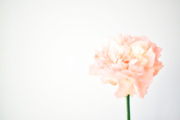 pink flower isolated on white background