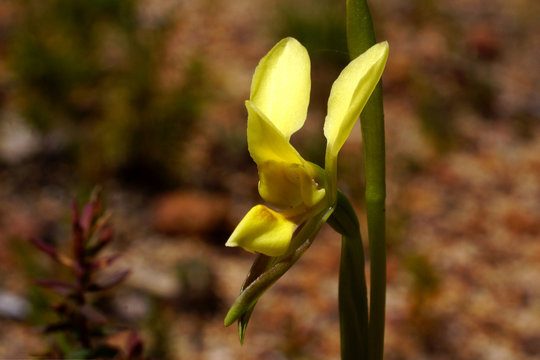 Yellow donkey orchid flower (Diuris spec.), Western Australia