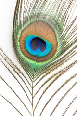 Obraz premium Pfauenfeder