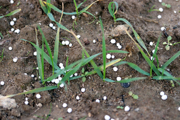 Fertilizing wheat, soil, with nitrogen, phosphorus, potassium fertilizer or fertiliser. Micronutrients and macronutrients