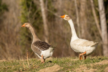 Naklejka na ściany i meble Domestic geese in the village, Anser anser domesticus or Anser cygnoides domesticus, domesticated greylag goose, swan geese kept by humans. Large goose at the open meadow lawn on the grass