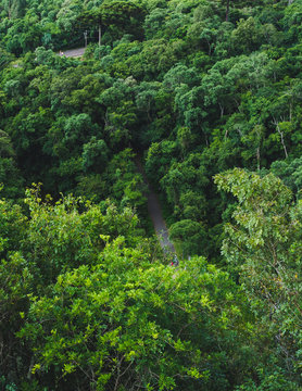 natureza da mata que o Parque Tangua possui
