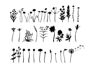 Wild flowers set. Floral silhouettes. Ink drawing. Hand drawn plants. Vector illustration isolated
