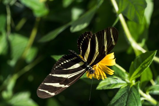 Zebrafalter