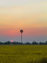 sunset over field