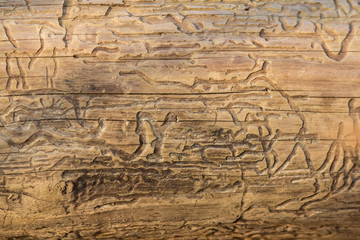 Bark beetle engravings, inner bark tunnels bored by bark beetles, galleries on a dead tree. Natural hieroglyphes on a wooden obelisk in the forest by the river, natural patterns
