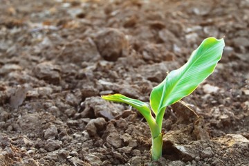young plant in soil