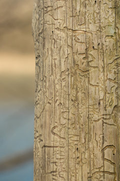 Bark beetle engravings, inner bark tunnels bored by bark beetles, galleries on a dead tree. Natural hieroglyphes on a wooden obelisk in the forest by the river, natural patterns