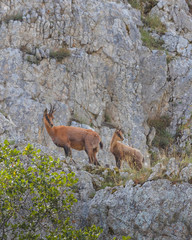 Camoscio con cucciolo