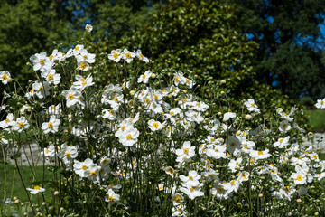 Weiße Einfachdahlien © Eberhard Spaeth