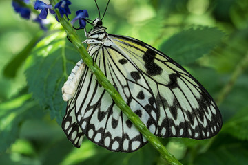 Weiße Baumnymphe © Eberhard Spaeth