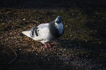 pigeon on the ground