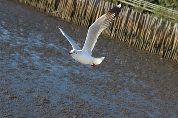 seagull in flight
