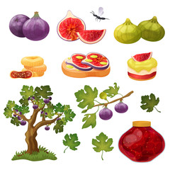 Fig fruit and desserts, set of isolated icons, tree branch and jam jar, vector illustration. Healthy organic food and snack, fresh and dried fig fruit slices. Culinary ingredient seasonal menu variety