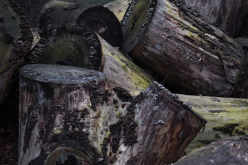stump in forest