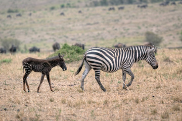 Rare zebra foal with polka dots (spots) instead of stripes, named Tira after the guide who first saw her, with its mother. Image taken in the Masai Mara National Park in Kenya.