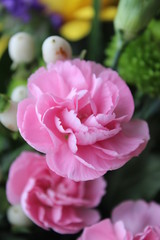 Pink carnation
