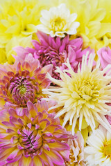 Beautiful fresh colorful dahlia flowers in full bloom.