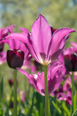 Backlit purple tulips in a garden