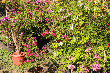 Newly Planted Growing Popular Fresh Herbs With Green Show Leaves Blooming In Spring Season In Green House Suitable For Modern Home Gardening