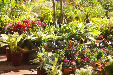 Newly Planted Growing Popular Fresh Herbs With Green Show Leaves Blooming In Spring Season In Green House Suitable For Modern Home Gardening