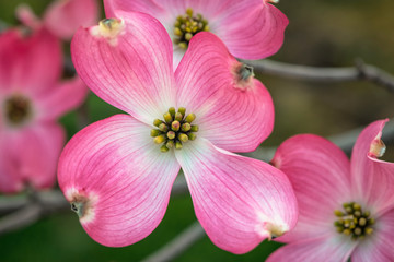 Pink dogwood tree in full bloom