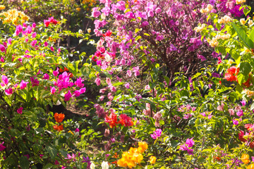 Fresh And Modern Home Gardening Of Newly Grown Plants In Green House In Spring Season