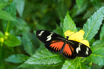 Briefträgerschmetterling Heliconius Melpomene, ein  Schmetterling (Tagfalter) innerhalb der Familie der Edelfalter.