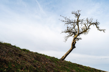Fototapeta na wymiar Krummer Baum im Odenwald
