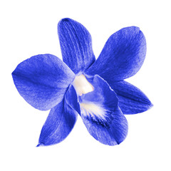 blue orchid flower isolated on white background
