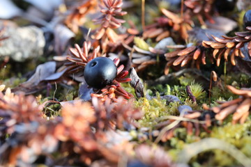 Single crowberry or blackberry fully ripe found in the fall on the arctic tundra near Arviat,...
